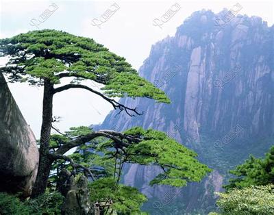 天秤座性格深度分析：优缺点全解